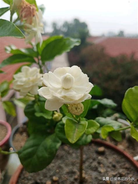 茉莉花招陰|茉莉花多開花有八招